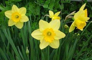 水仙花爆料视频大全最新,揭秘娱乐圈幕后真相